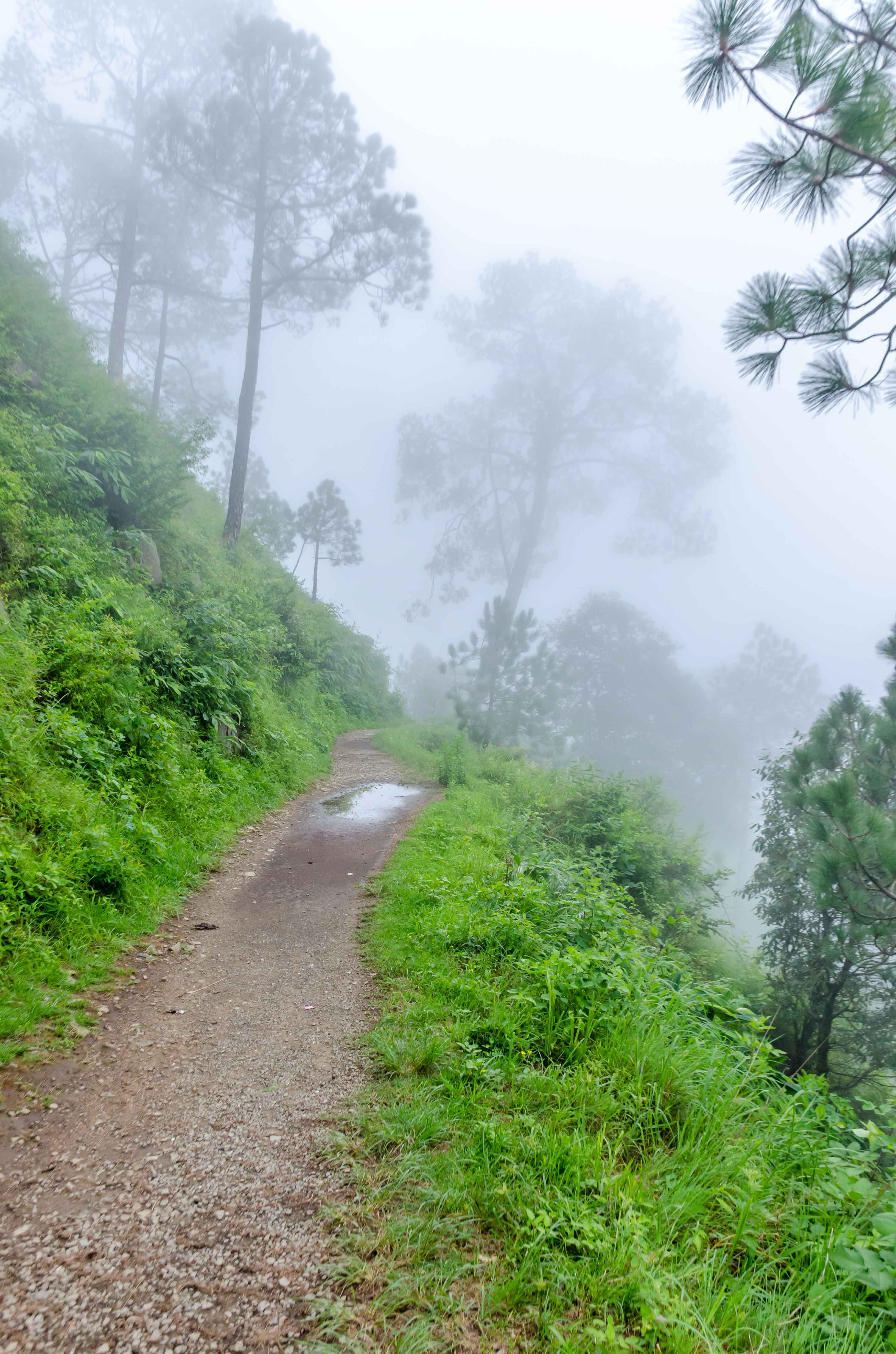 A Collection of Memorable Photographs from Kasauli